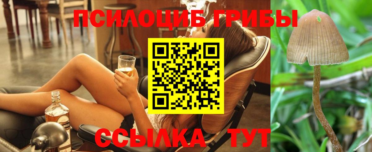 Галлюциногенные грибы Psilocybe Губкинский